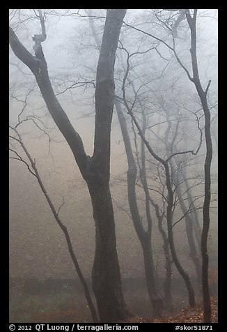 Trees in fog, Seokguram. Gyeongju, South Korea