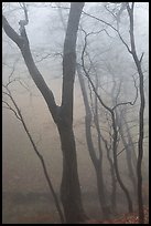 Trees in fog, Seokguram. Gyeongju, South Korea (color)