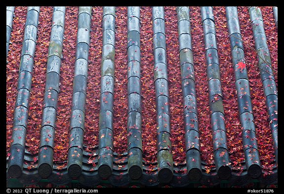 Tile roof with fallen red maple leaves, Bulguksa. Gyeongju, South Korea (color)