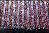 Tile roof with fallen red maple leaves, Bulguksa. Gyeongju, South Korea (color)