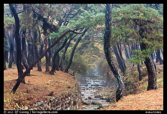 Landscaped stream in forest, Mt Namsan. Gyeongju, South Korea