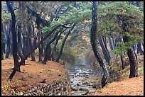 Landscaped stream in forest, Mt Namsan. Gyeongju, South Korea ( color)