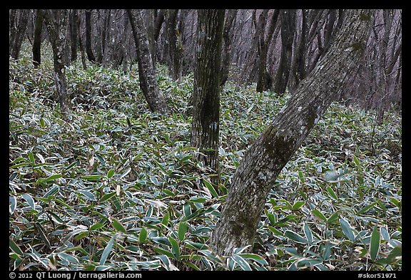 Oak trees and undergrowth, Hallasan. Jeju Island, South Korea