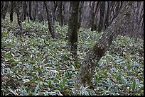 Oak trees and undergrowth, Hallasan. Jeju Island, South Korea (color)