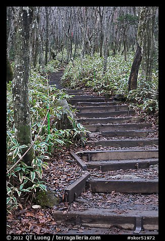 Steps of Eorimok trail, Hallasan National Park. Jeju Island, South Korea (color)