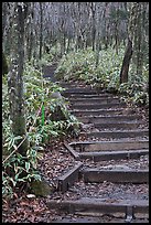 Steps of Eorimok trail, Hallasan National Park. Jeju Island, South Korea ( color)