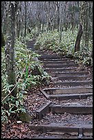 Steps of Eorimok trail, Hallasan National Park. Jeju Island, South Korea