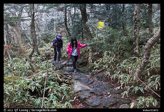 Hikers on Eorimok trail, Mt Halla. Jeju Island, South Korea (color)