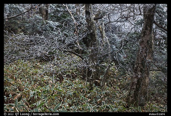 Frosted oak forest, Hallasan National Park. Jeju Island, South Korea