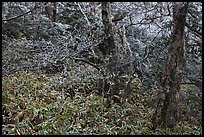 Frosted oak forest, Hallasan National Park. Jeju Island, South Korea