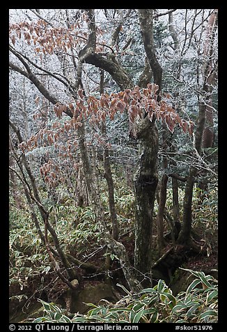 Frozen trees and leaves, Hallasan National Park. Jeju Island, South Korea (color)