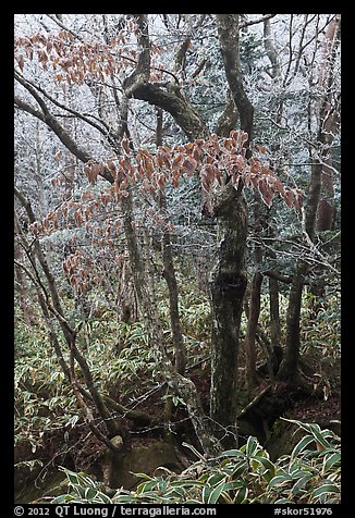 Frozen trees and leaves, Hallasan National Park. Jeju Island, South Korea