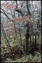 Frozen trees and leaves, Hallasan National Park. Jeju Island, South Korea