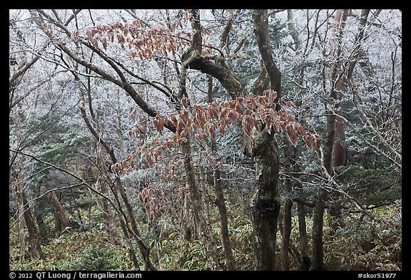 Oak forest with frost on branches, Hallasan. Jeju Island, South Korea (color)