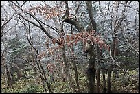 Oak forest with frost on branches, Hallasan. Jeju Island, South Korea