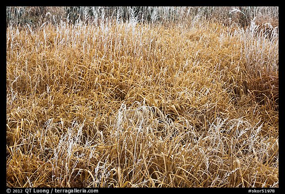 Frosted grasses, Hallasan National Park. Jeju Island, South Korea (color)
