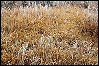 Frosted grasses, Hallasan National Park. Jeju Island, South Korea (color)