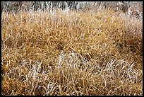 Frosted grasses, Hallasan National Park. Jeju Island, South Korea