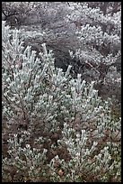 Frosted pine branches, Hallasan National Park. Jeju Island, South Korea ( color)
