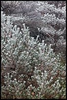 Frosted pine branches, Hallasan National Park. Jeju Island, South Korea