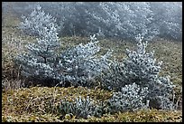 Frosted pine trees and fog, Mount Halla. Jeju Island, South Korea (color)