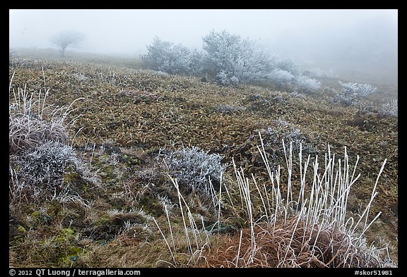 Sajebi Hill in fog, Hallasan National Park. Jeju Island, South Korea (color)