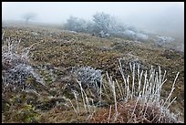 Sajebi Hill in fog, Hallasan National Park. Jeju Island, South Korea (color)