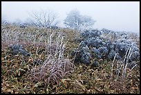 Frosted plants in foggy landscape. Jeju Island, South Korea (color)