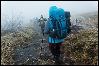 Backpackers on trail in fog, Hallasan. Jeju Island, South Korea ( color)