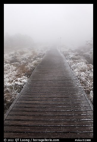 Boardwalk and fog, Eorimok trail, Mount Halla. Jeju Island, South Korea (color)