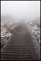 Boardwalk and fog, Eorimok trail, Mount Halla. Jeju Island, South Korea (color)