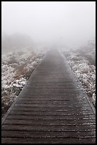 Boardwalk and fog, Eorimok trail, Mount Halla. Jeju Island, South Korea