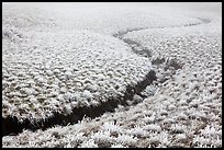 Frozen meadow and streambed,  Mount Halla. Jeju Island, South Korea ( color)