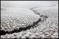 Frozen meadow and streambed,  Mount Halla. Jeju Island, South Korea