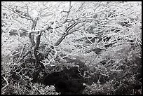 Trees with hoar frost, Mt Halla. Jeju Island, South Korea ( color)