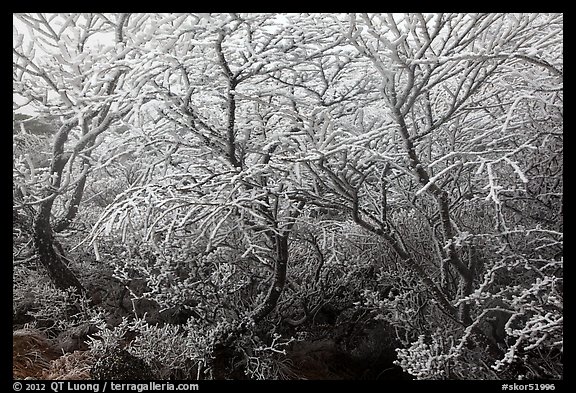 Frosted dwarf-fir, Hallasan National Park. Jeju Island, South Korea