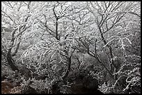 Frosted dwarf-fir, Hallasan National Park. Jeju Island, South Korea (color)