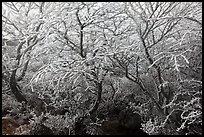 Frosted dwarf-fir, Hallasan National Park. Jeju Island, South Korea