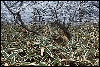 Broad leaf plants growing under dwarf-fir forest. Jeju Island, South Korea (color)