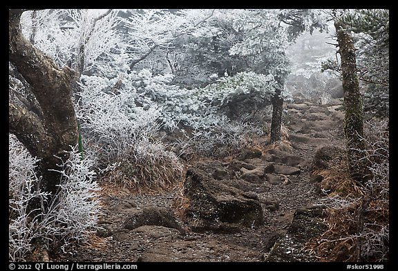 Frosted trees, Yeongsil trail, Mt Halla. Jeju Island, South Korea (color)