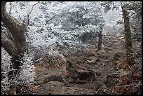 Frosted trees, Yeongsil trail, Mt Halla. Jeju Island, South Korea ( color)