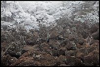 Volcanic rocks and frosted trees. Jeju Island, South Korea