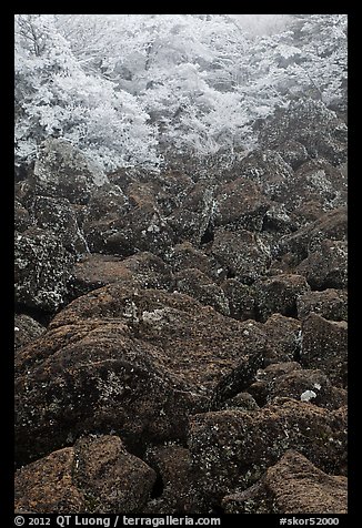 Boulders and trees covered with frost, Mt Halla. Jeju Island, South Korea (color)