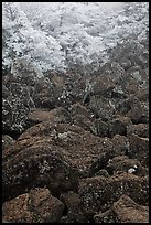 Boulders and trees covered with frost, Mt Halla. Jeju Island, South Korea ( color)