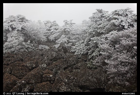 Rocks and ice-covered forest, Hallasan. Jeju Island, South Korea (color)