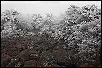 Rocks and ice-covered forest, Hallasan. Jeju Island, South Korea ( color)