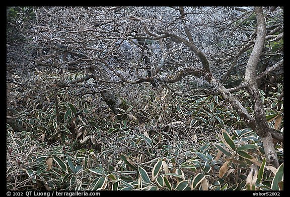 Shrubs and dwarf-fir with frost, Hallasan. Jeju Island, South Korea (color)
