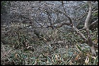 Shrubs and dwarf-fir with frost, Hallasan. Jeju Island, South Korea