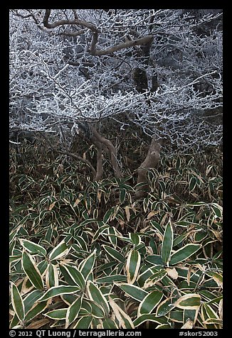 Dwarf-fir trees and undergrowth, Hallasan. Jeju Island, South Korea (color)