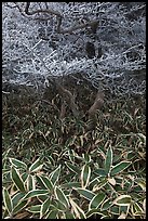 Dwarf-fir trees and undergrowth, Hallasan. Jeju Island, South Korea (color)